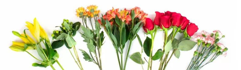 Banner de planes de suscripción de flores