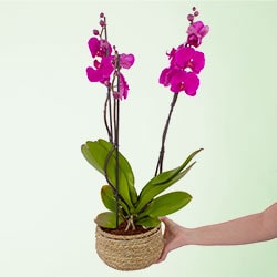 Foto de Plantas, suculentas y cactus